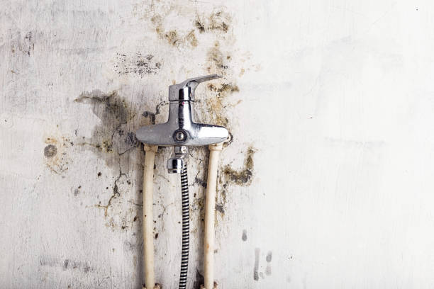 Best Kitchen Mold Remediation in Callahan, FL