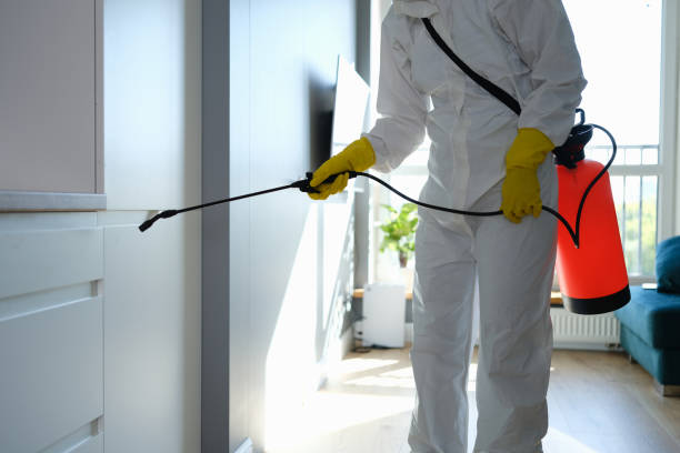 Best Post-Flood Mold Remediation in Callahan, FL
