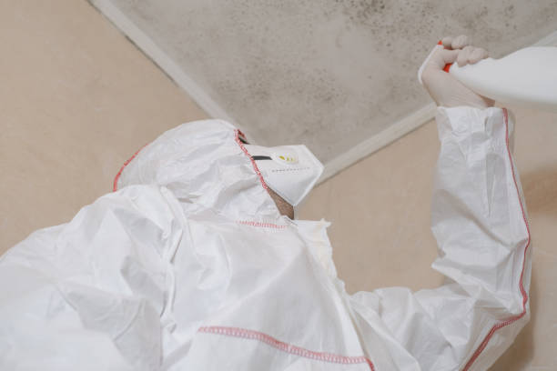 Best Insurance-Related Mold Remediation in Callahan, FL