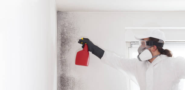 Best Basement Mold Remediation in Callahan, FL