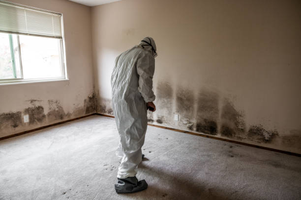 Best Commercial Mold Remediation in Callahan, FL
