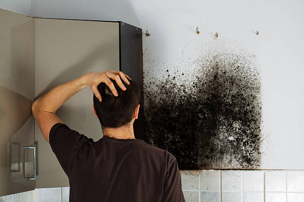 Best DIY Mold Remediation Support Services in Callahan, FL