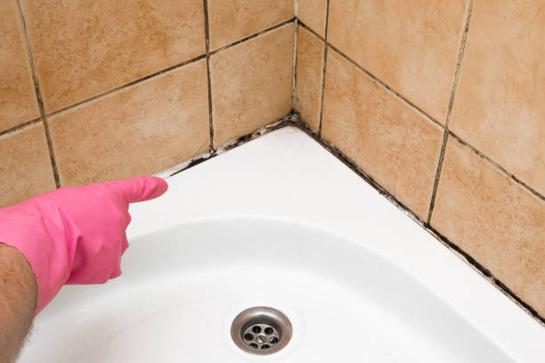 Best White Mold Remediation in Callahan, FL